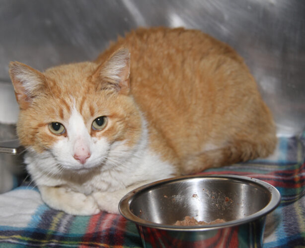 Adopt-a-pet: Cheese Curds